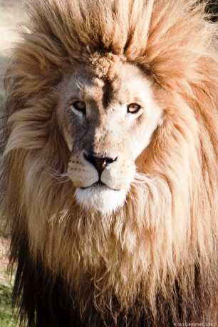 Male African Lion