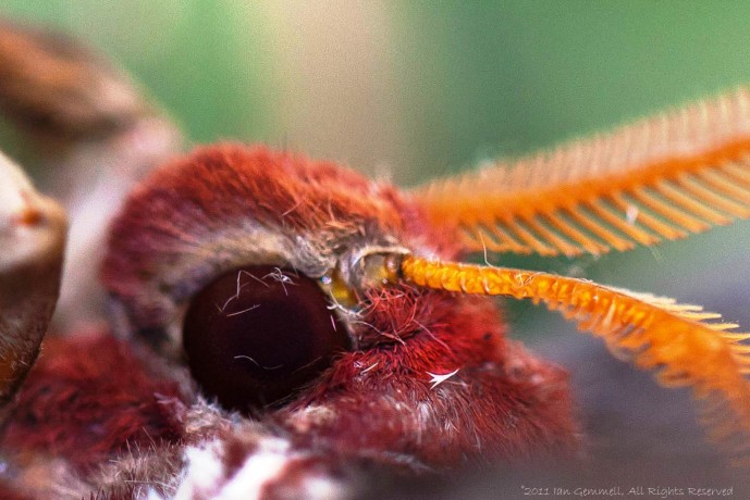 Up Close Moth