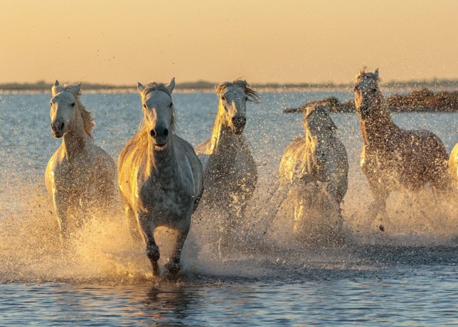 The Camargue Horses