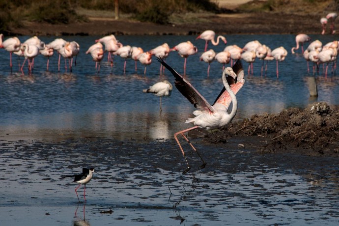 Flamingo Heaven